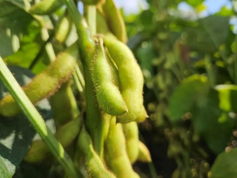 又是一年好“豐”景！衛華數十萬畝良田豐收在即！